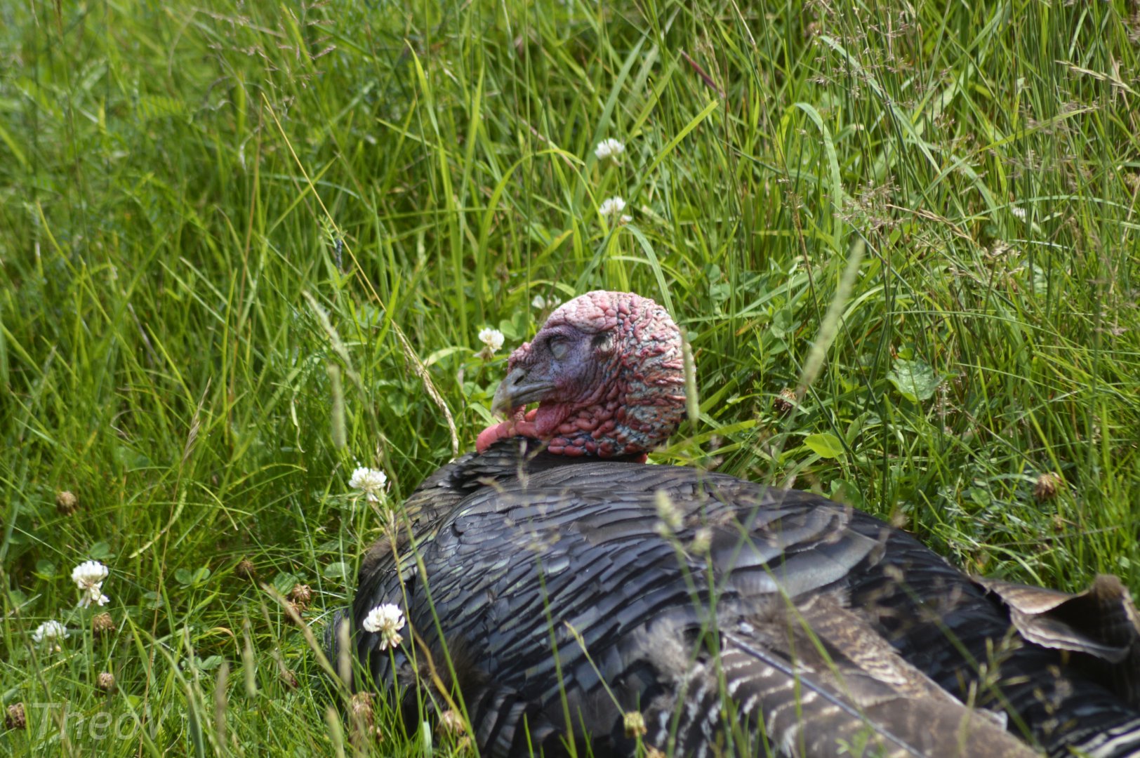 Wild turkey [2018]