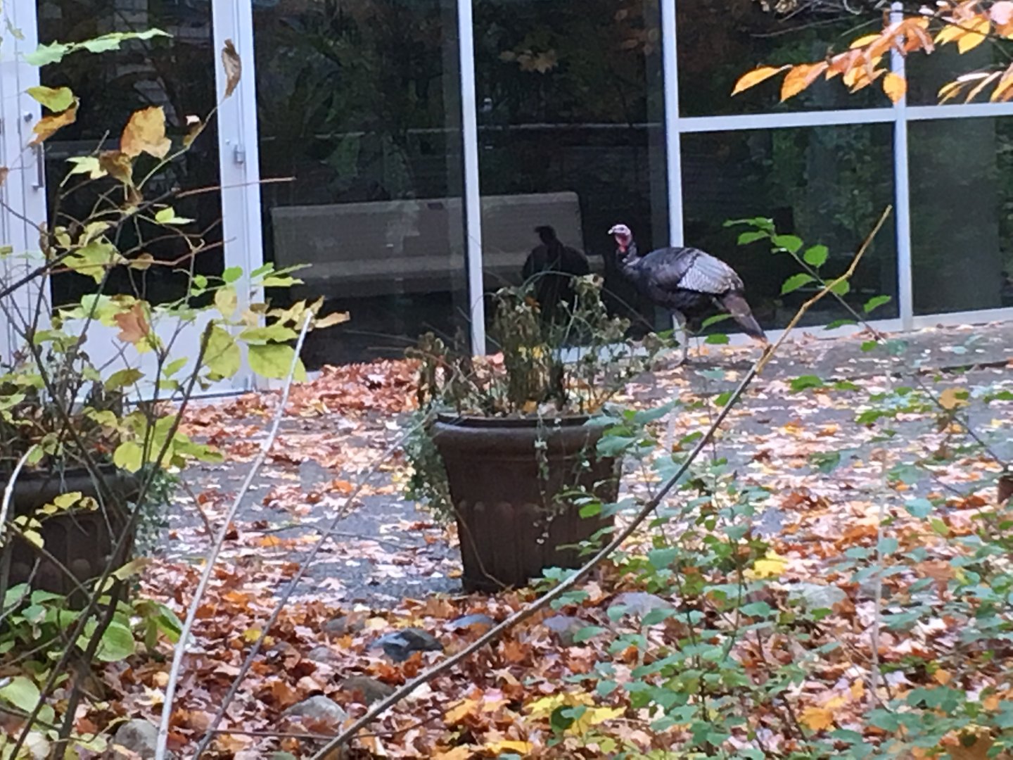 Wild Turkey Checking out Reflection