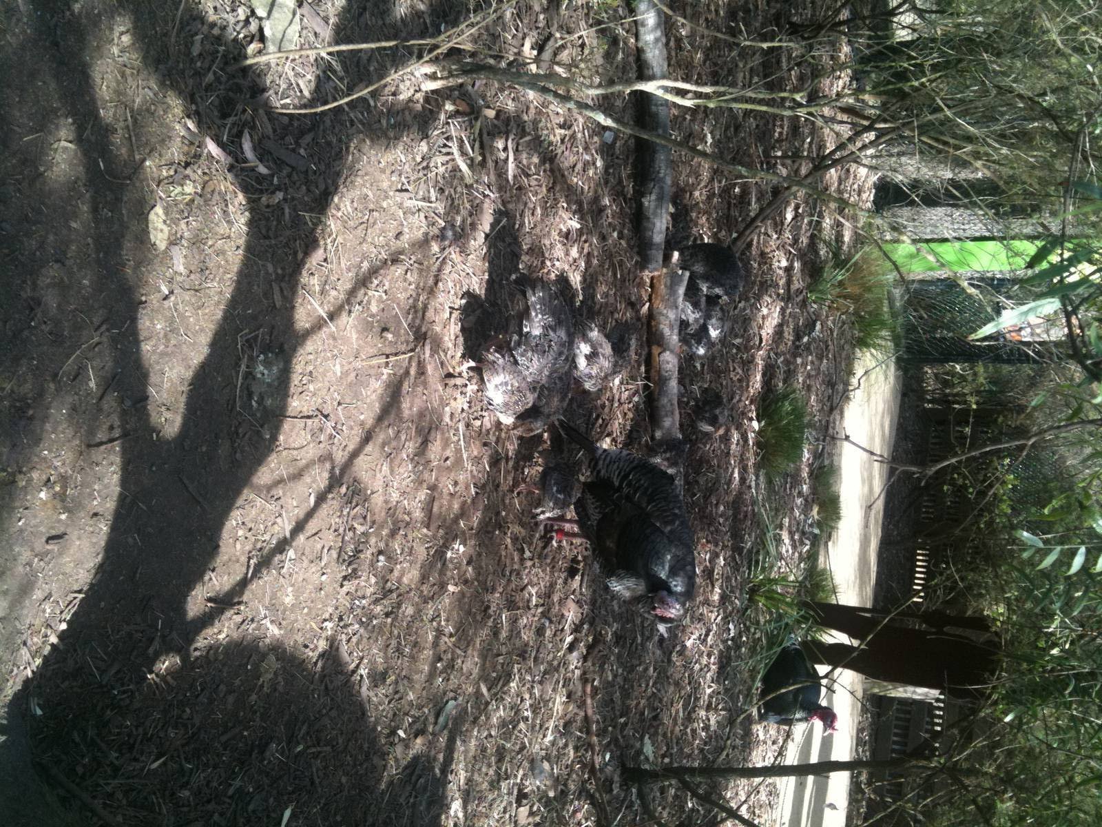 Wild Turkey + Chicks