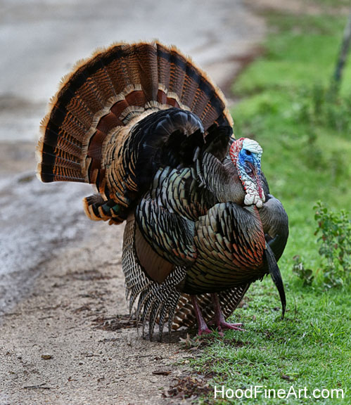 wild turkey displaying