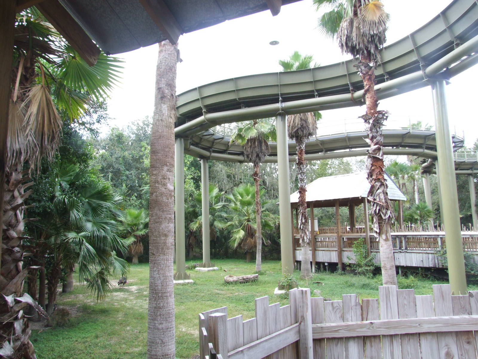 Wild Turkey Enclosure with Water Ride at Lowry Park, 13/10/13