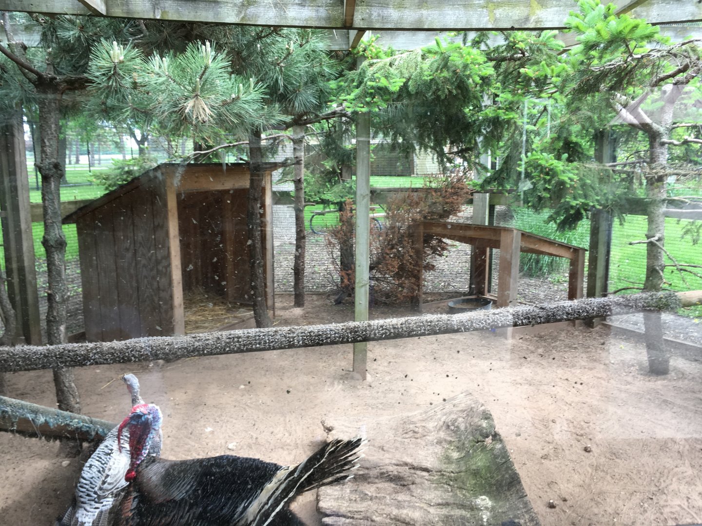 Wild Turkey exhibit - Aviary - Menominee Park Zoo