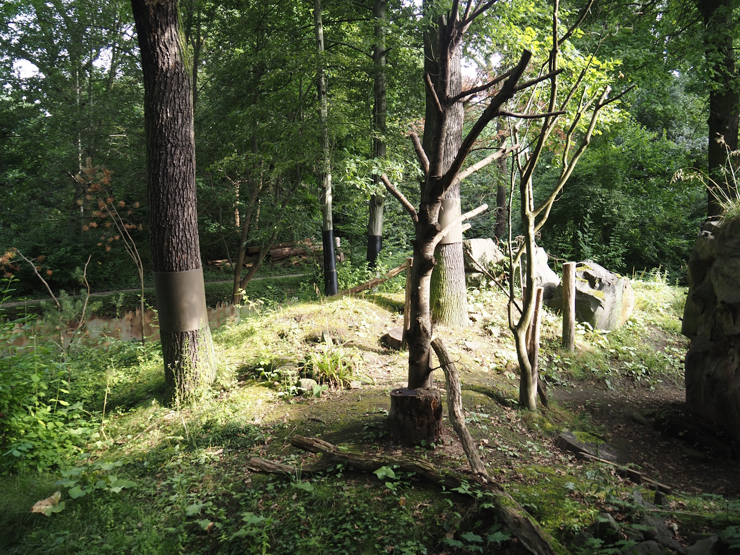 Wild turkey exhibit (Previously Striped skunk and North American porcupine), 2024-08-05