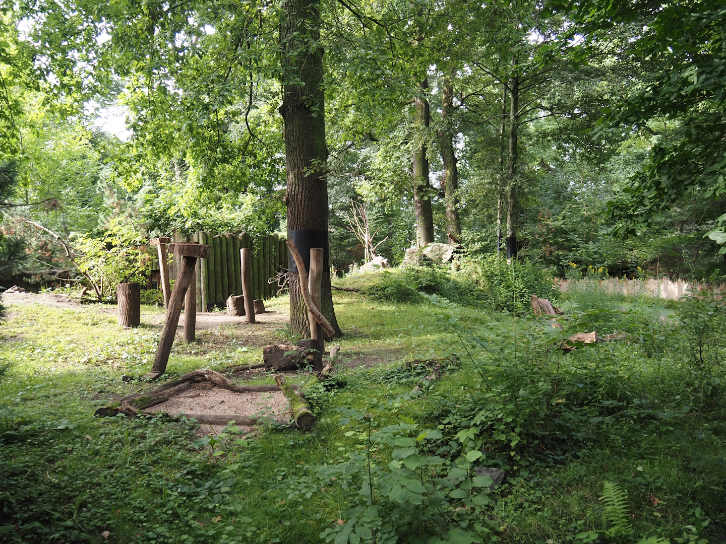 Wild turkey exhibit (Previously Striped skunk and North American porcupine), 2024-08-05
