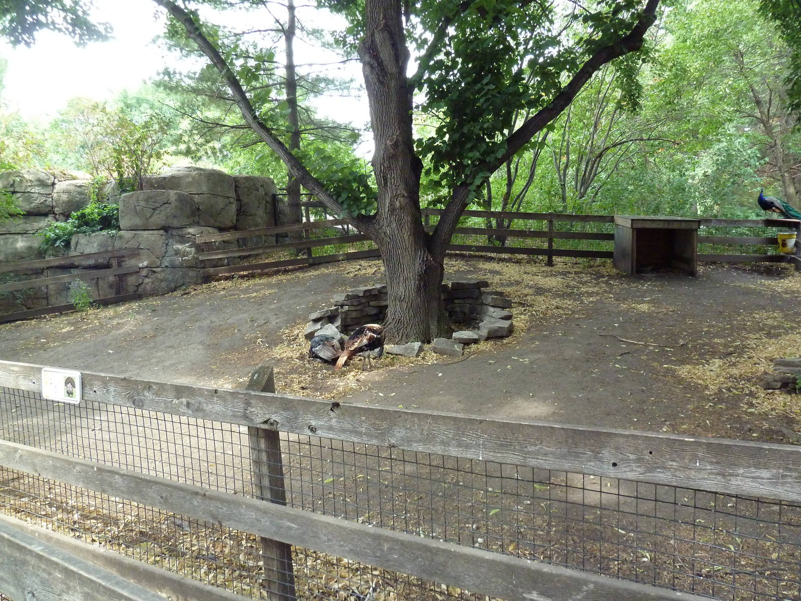 Wild Turkey Exhibit