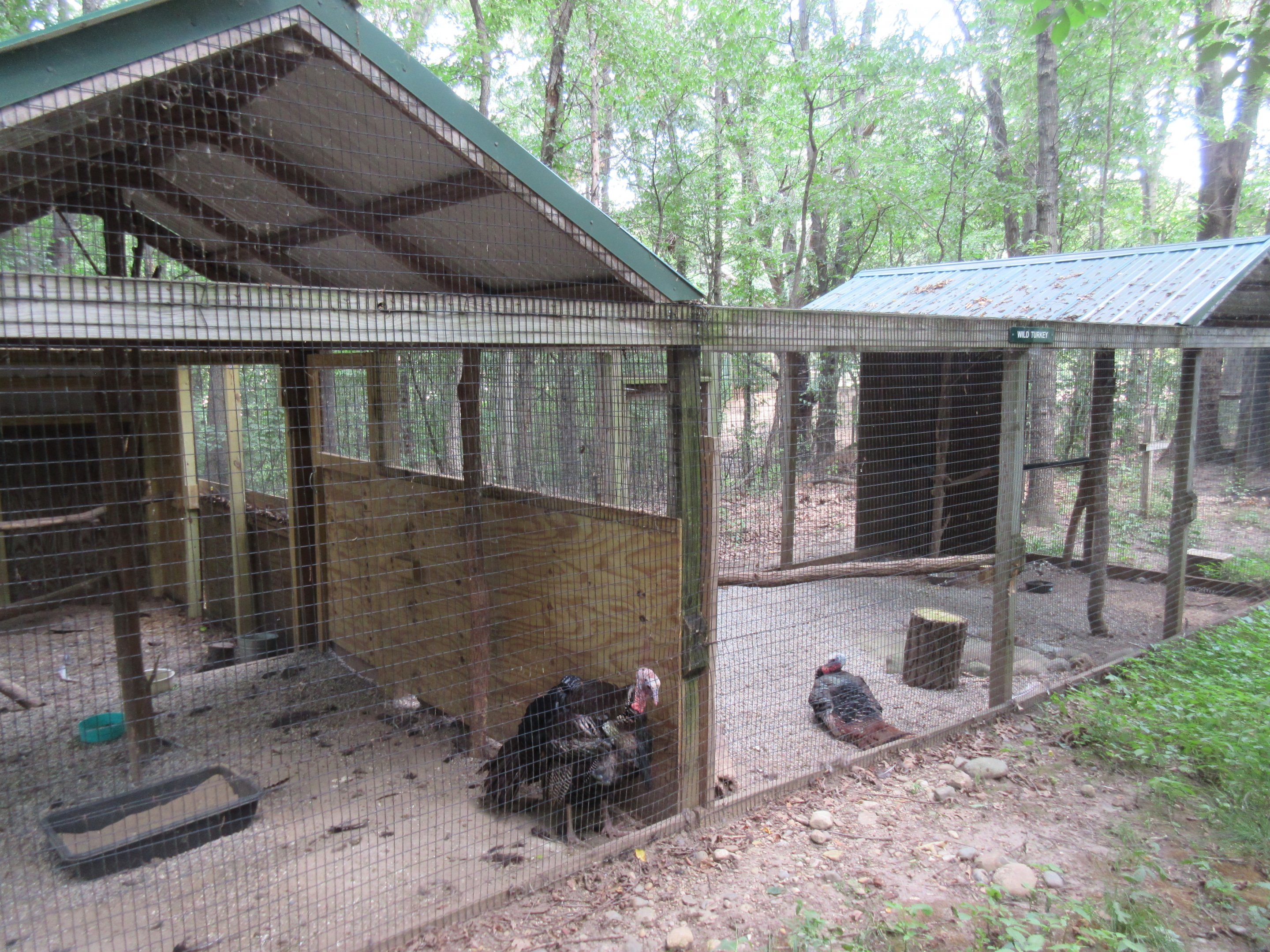 Wild Turkey Exhibit