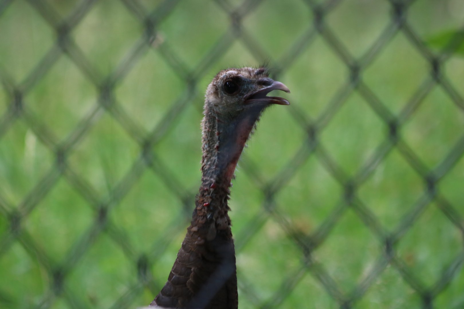 Wild Turkey in the Kori Bustard Enclosure
