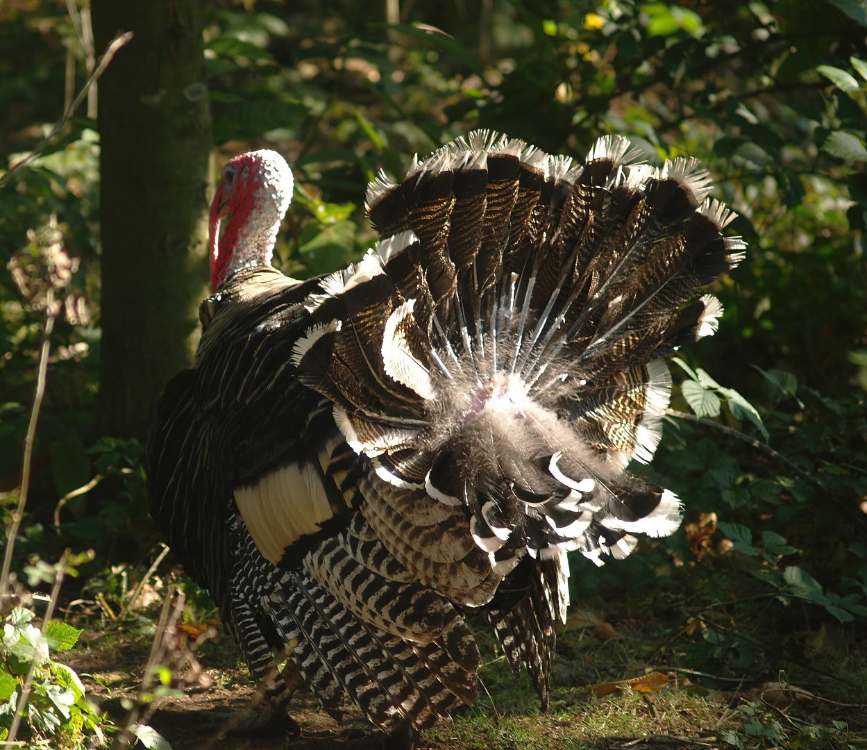 Wild turkey (Meleageris gallopavo), 2007-09-16