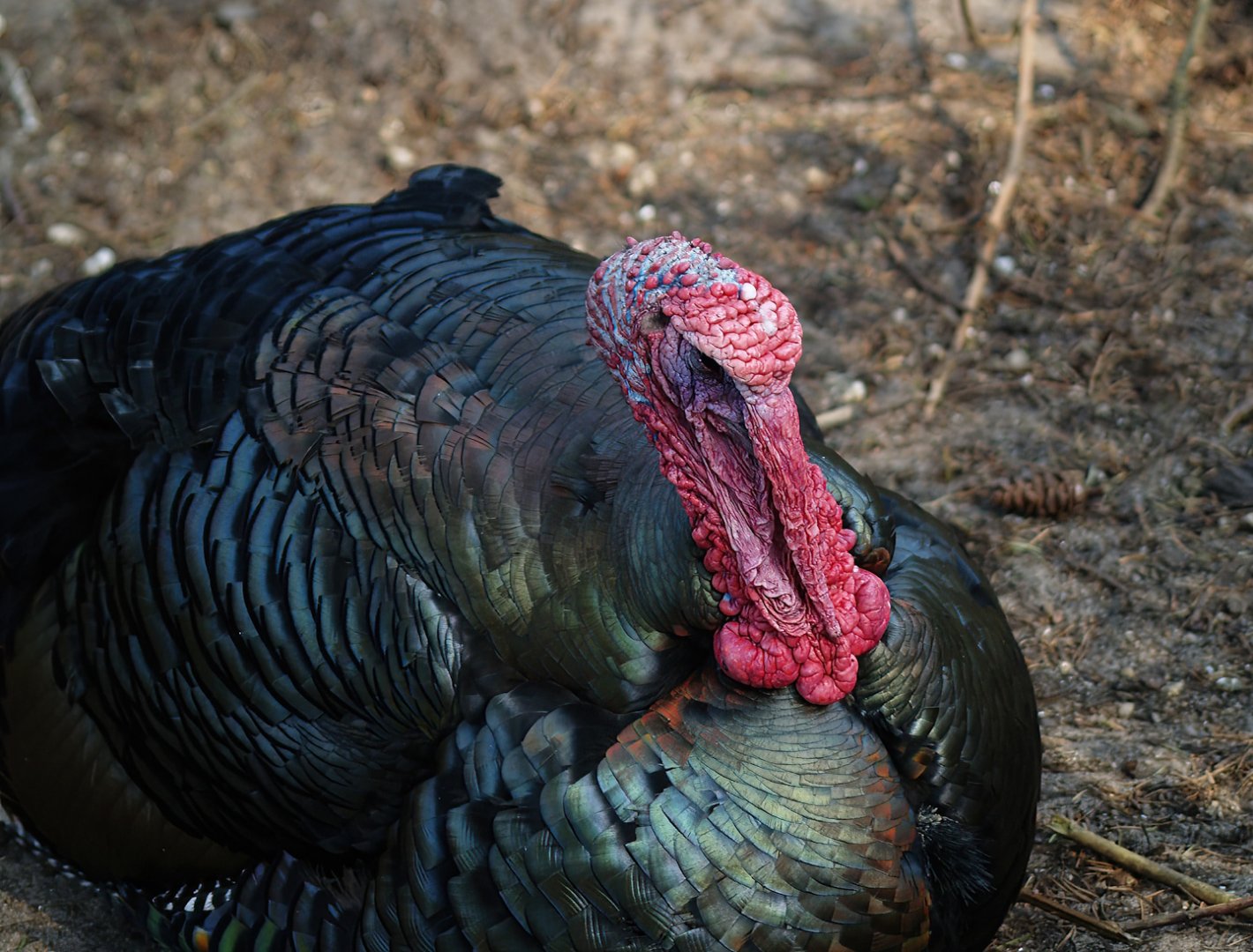 Wild turkey (Meleageris gallopavo), 2010-04-18