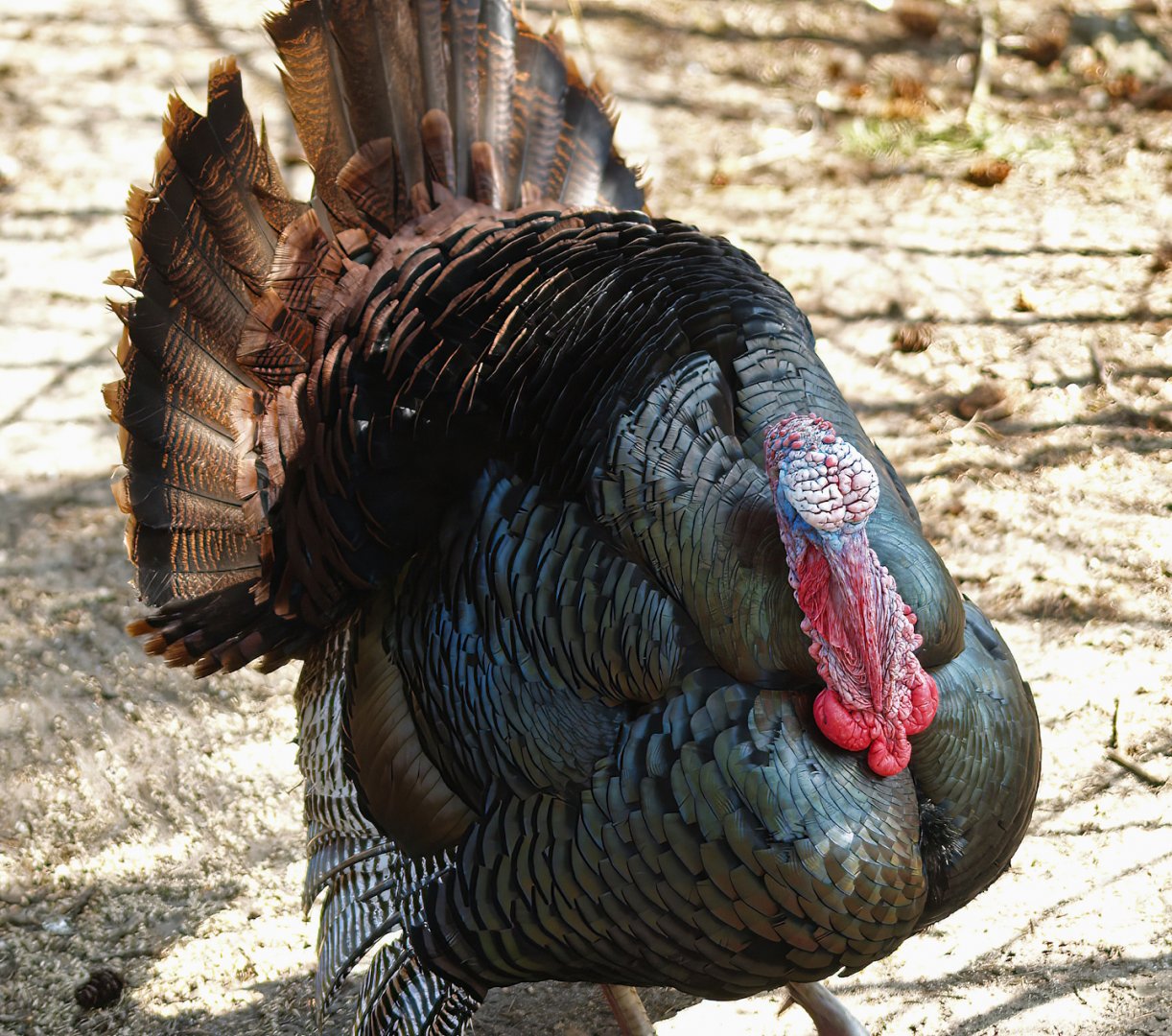 Wild turkey (Meleageris gallopavo), 2010-04-18