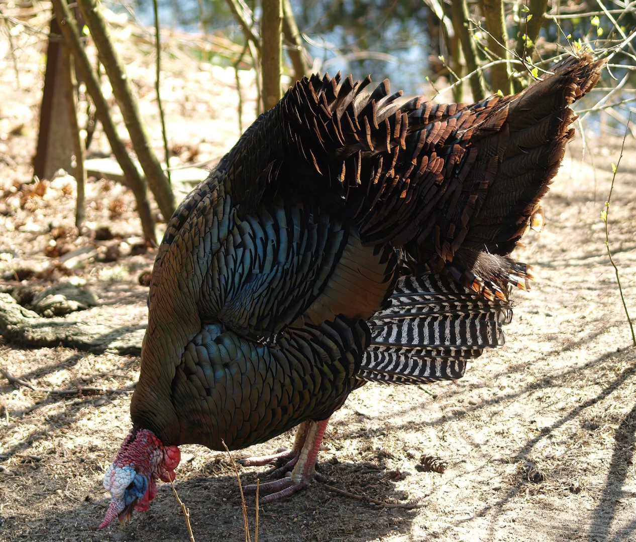 Wild turkey (Meleageris gallopavo), 2010-04-18