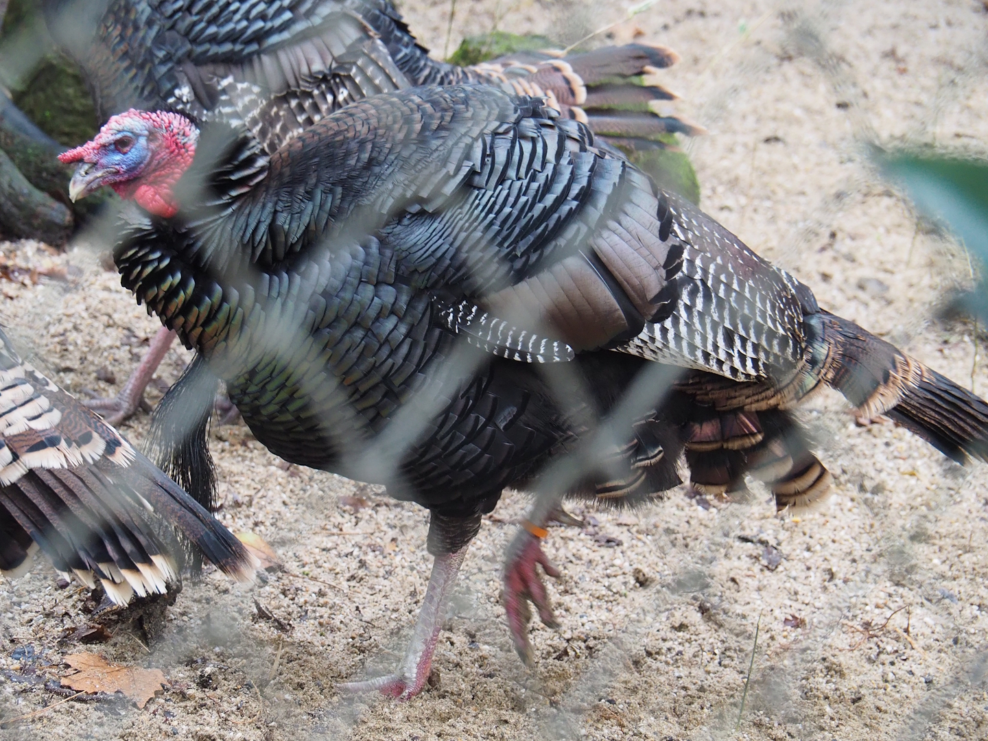 Wild turkey (Meleagris gallopavo), 2024-01-01