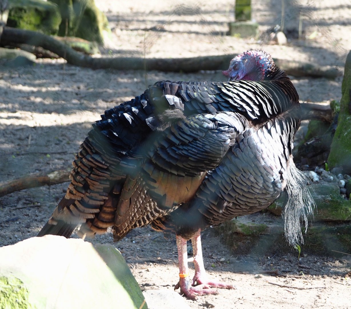 Wild turkey (Meleagris gallopavo), 2024-03-04