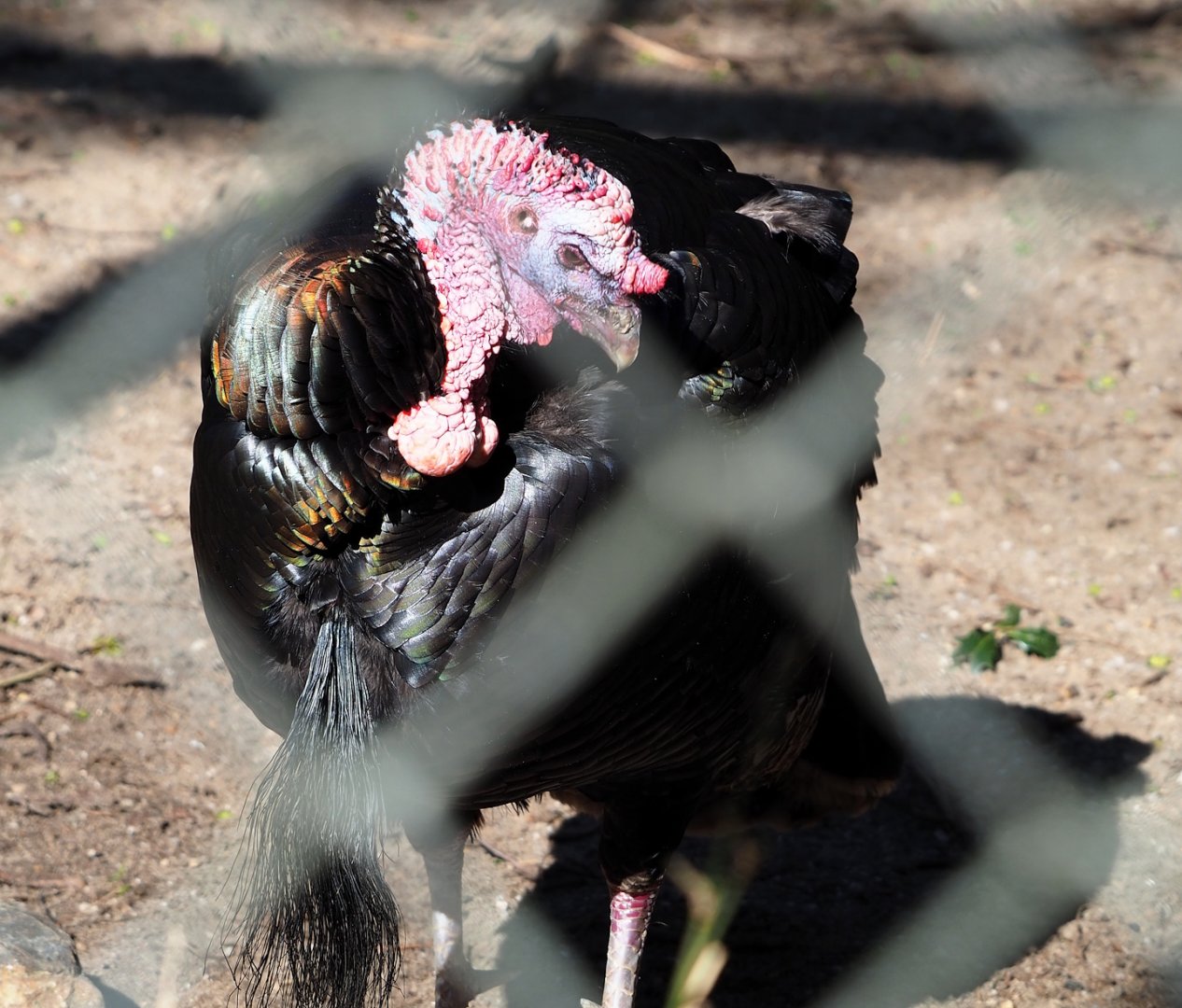 Wild turkey (Meleagris gallopavo), 2024-03-04