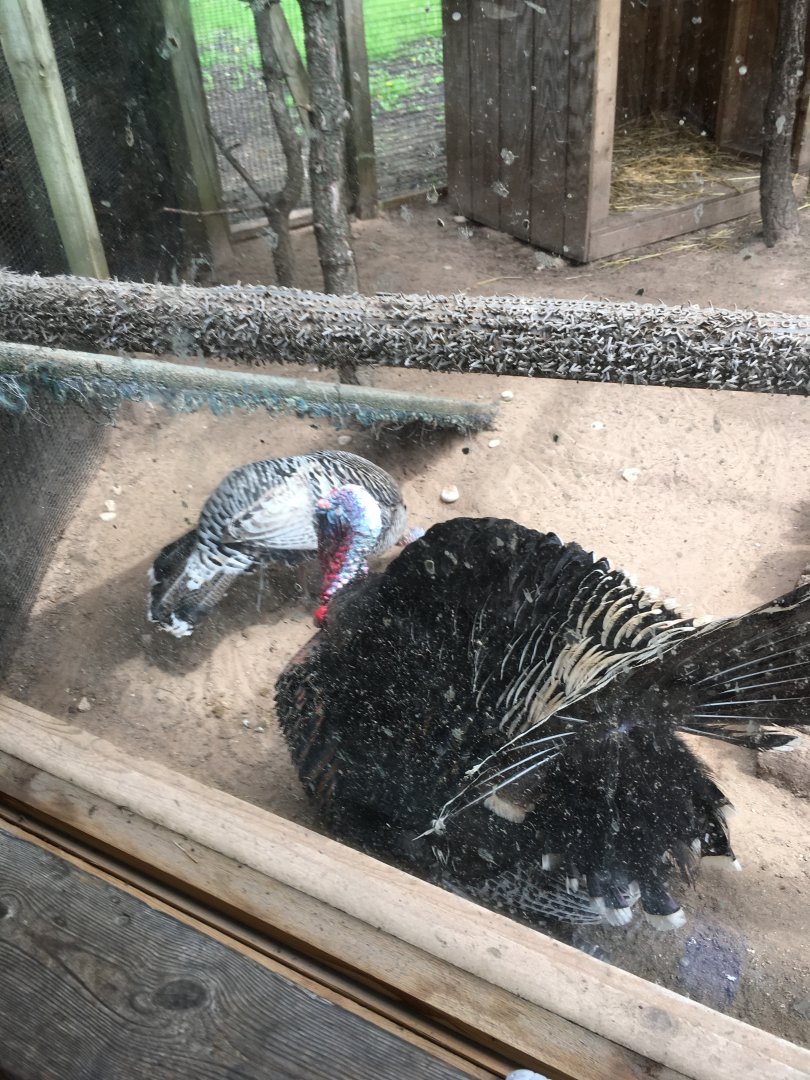 Wild Turkey (Meleagris gallopavo intermedia) male displaying to female