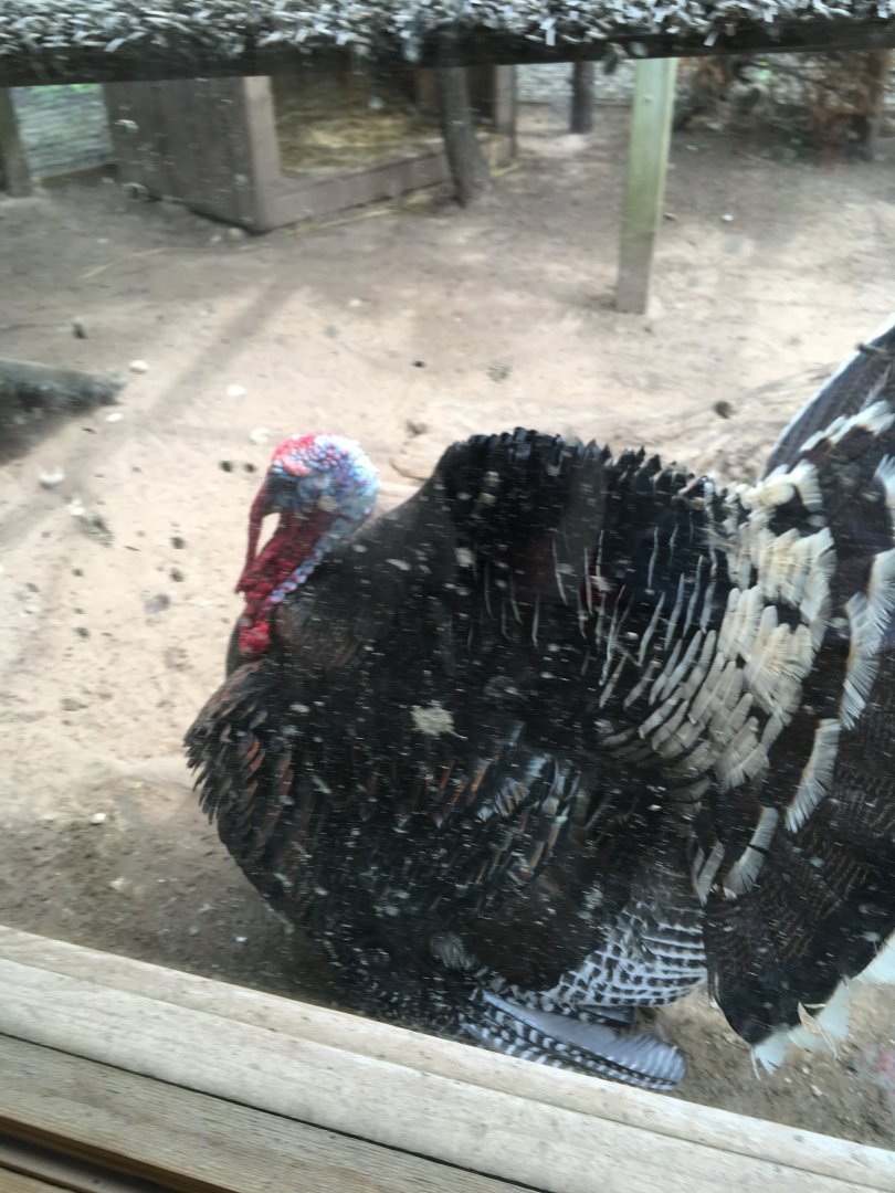 Wild Turkey (Meleagris gallopavo intermedia) male displaying