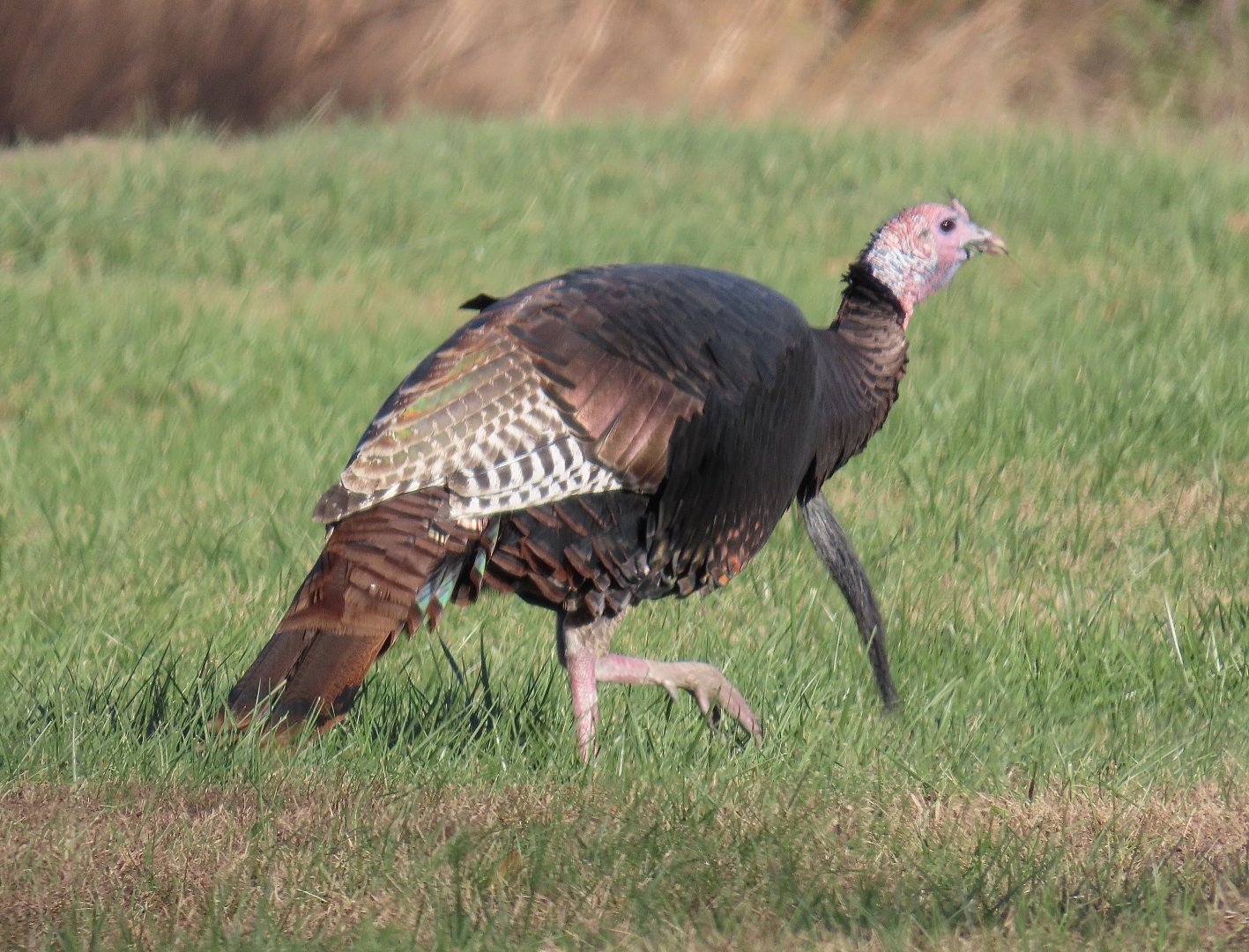 Wild Turkey (Meleagris gallopavo)