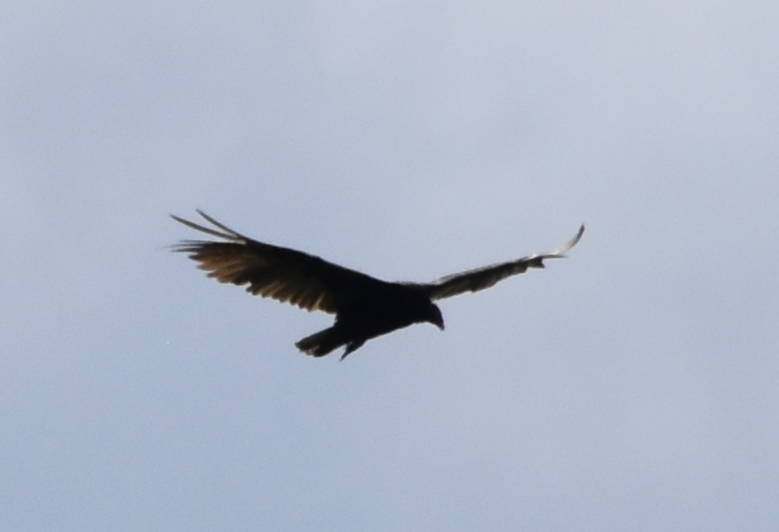 Wild Turkey Vulture ~ Minnesota Zoo