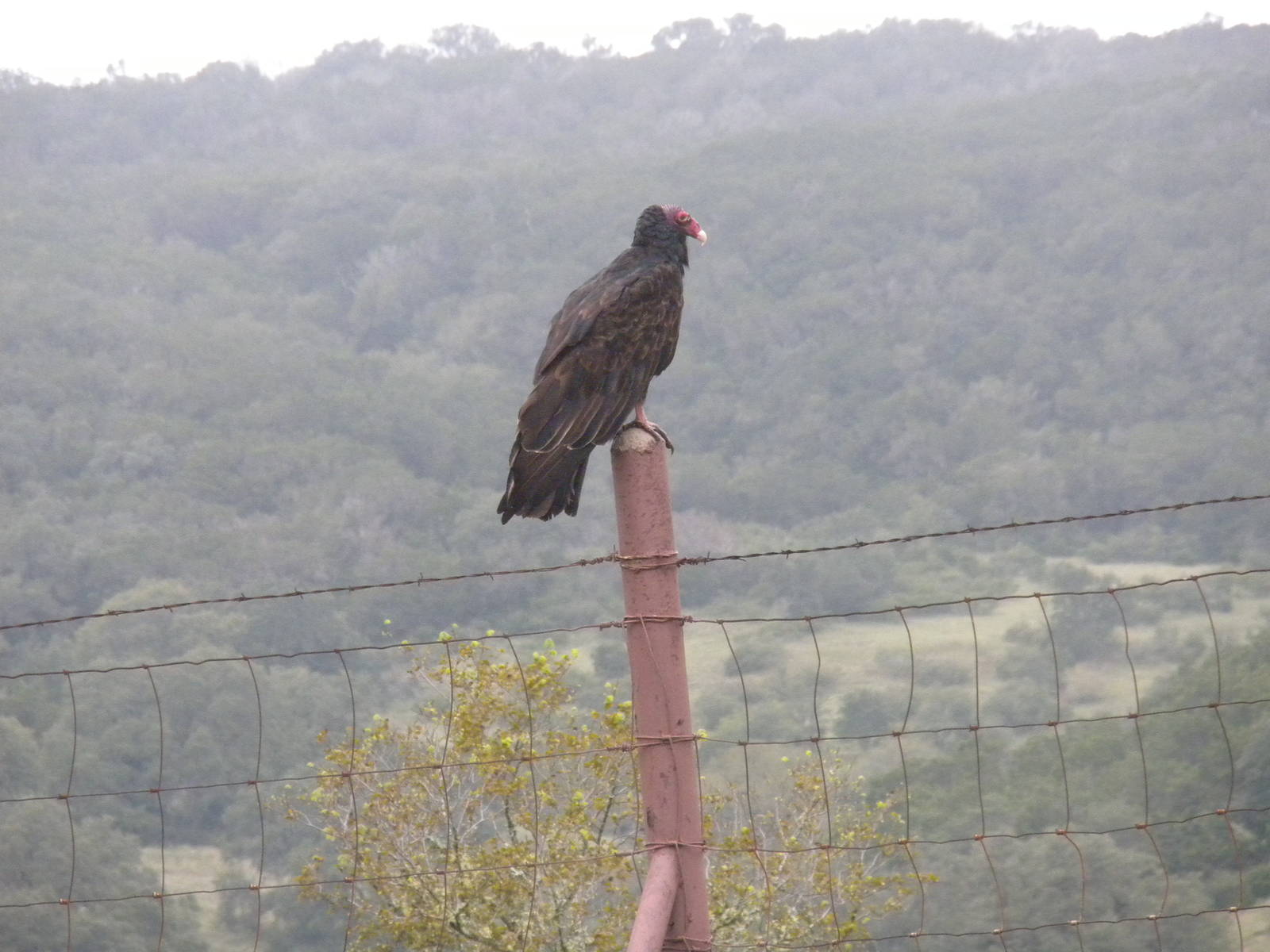 Wild Turkey Vulture