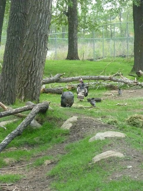 Wild Turkey