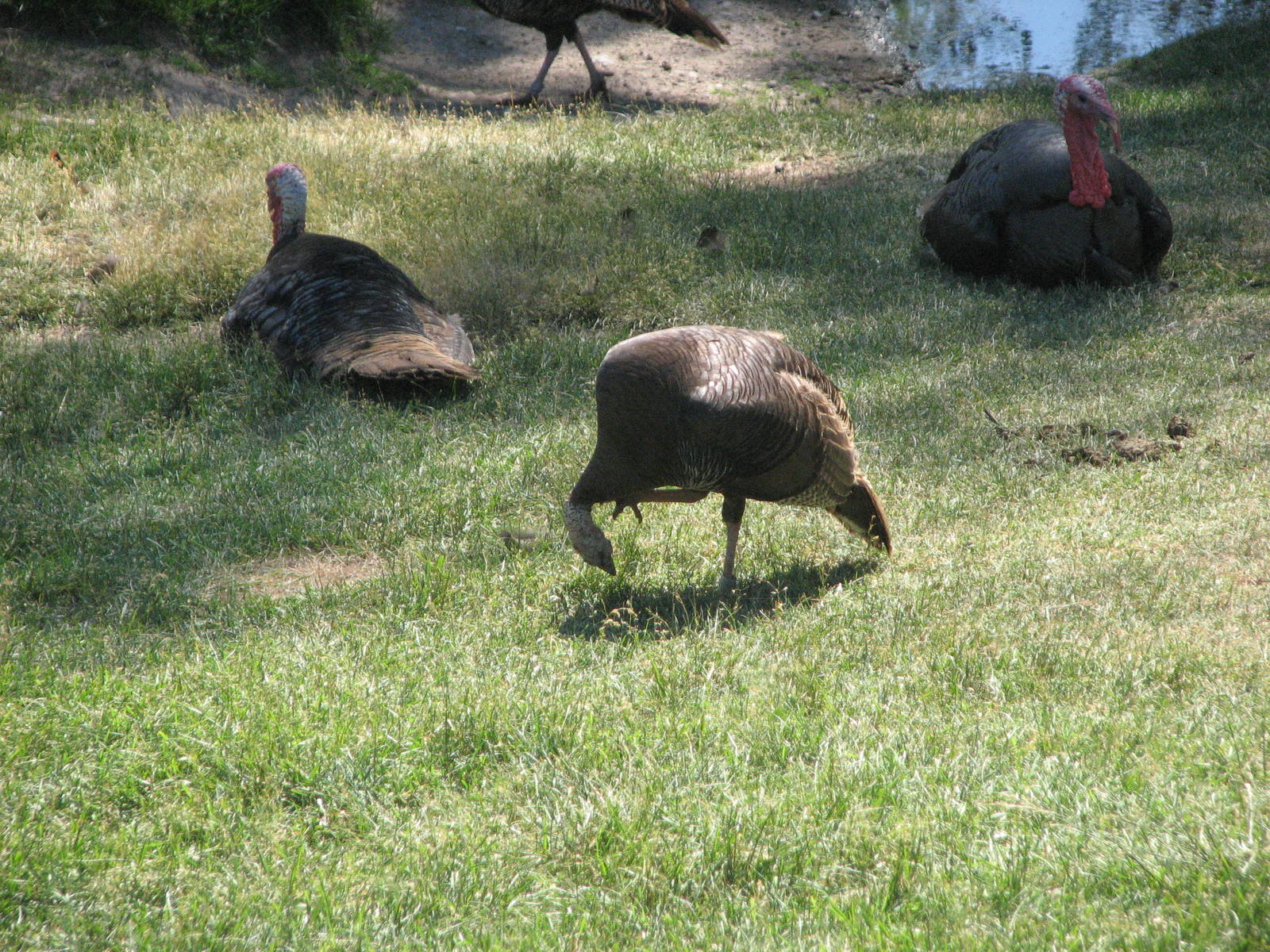 Wild Turkey