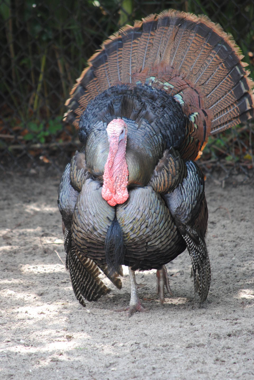 Wild Turkey