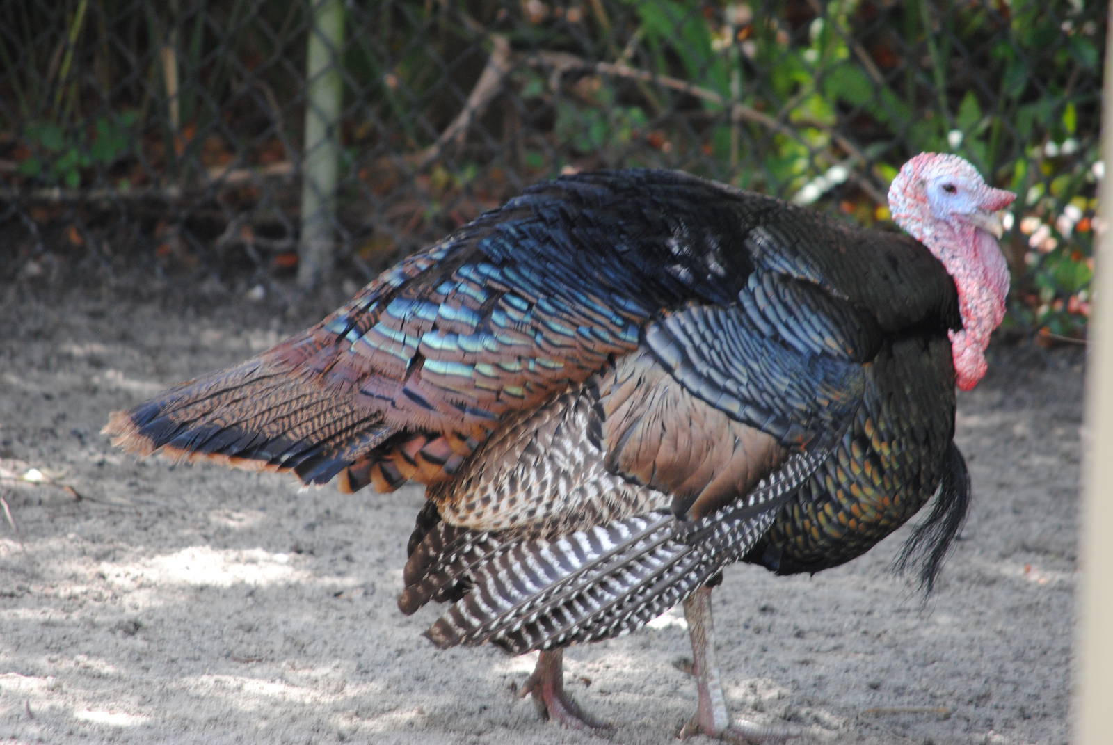 Wild Turkey