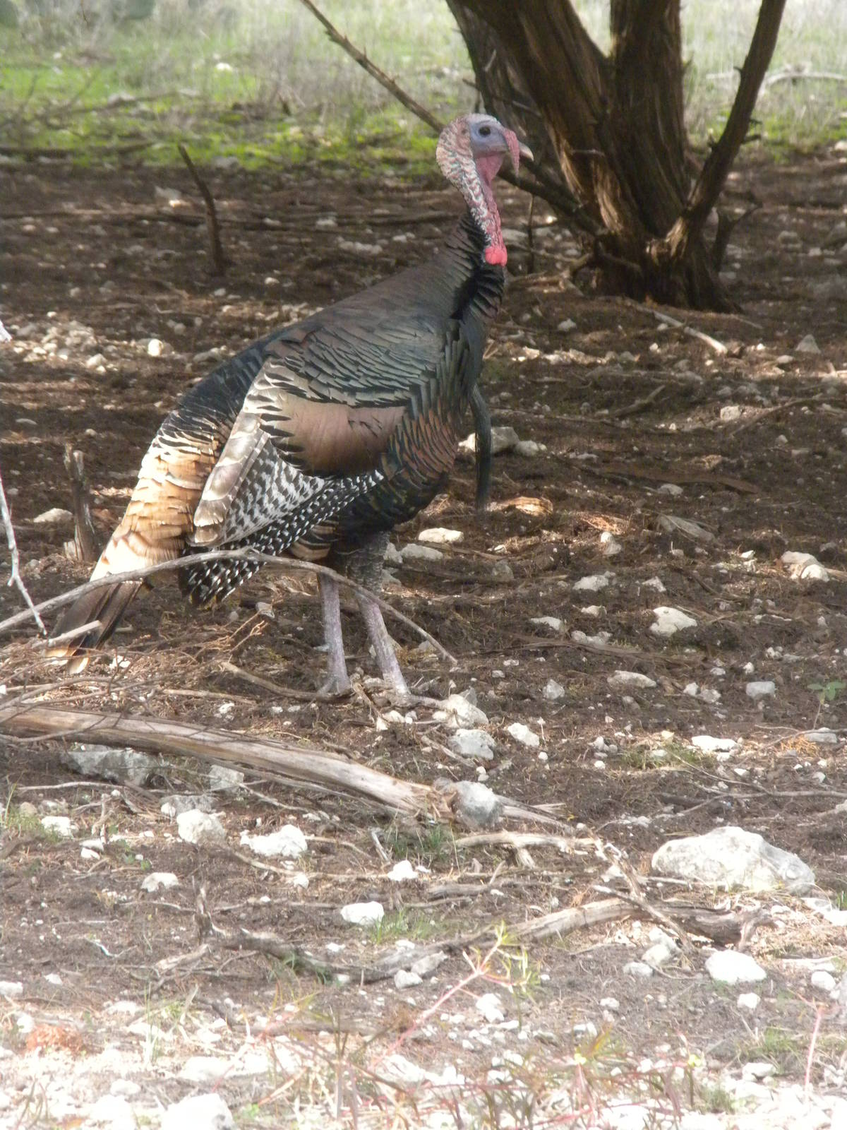 Wild Turkey