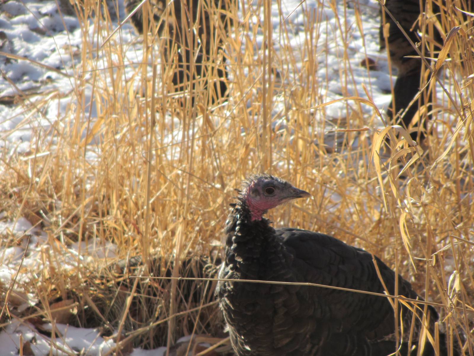 Wild Turkey
