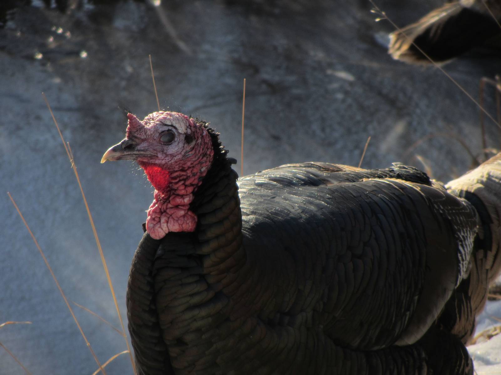 Wild Turkey