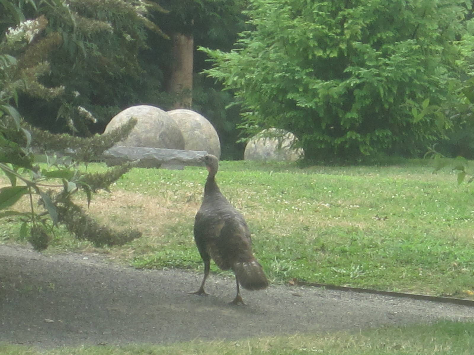 Wild Turkey