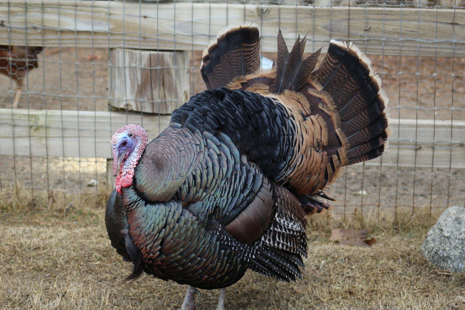 Wild Turkey
