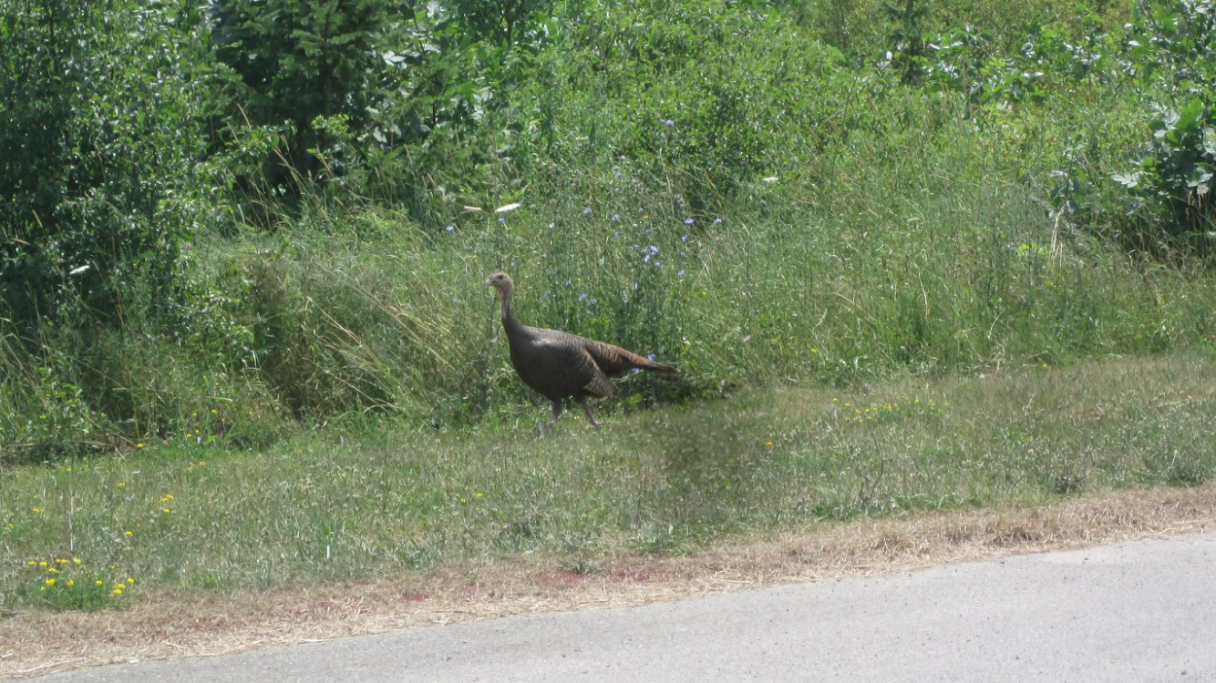 Wild Turkey