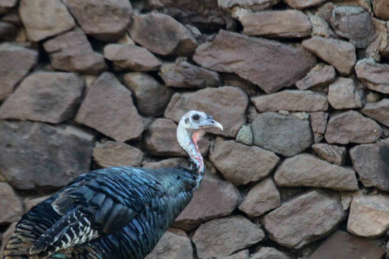 Wild Turkey