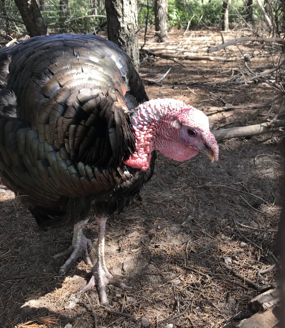 Wild turkey