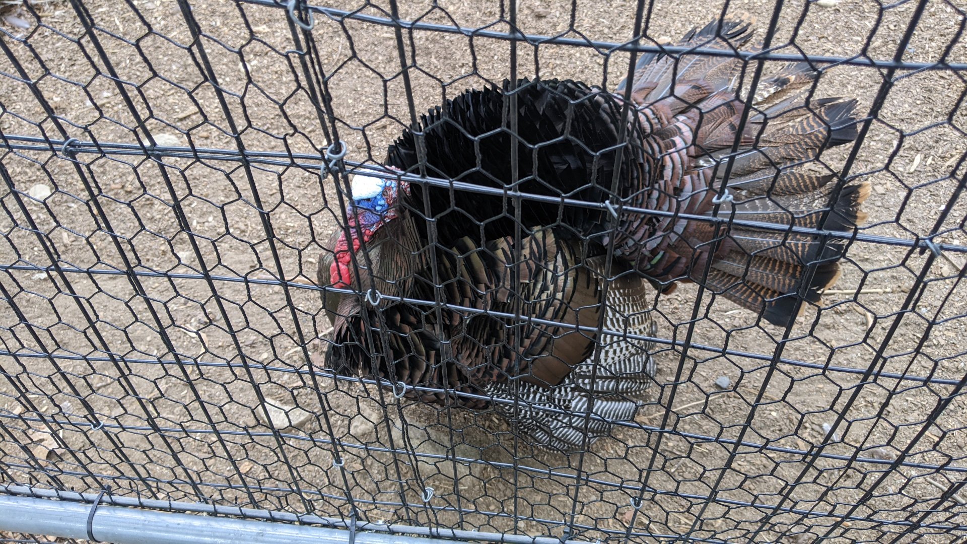 Wild Turkey