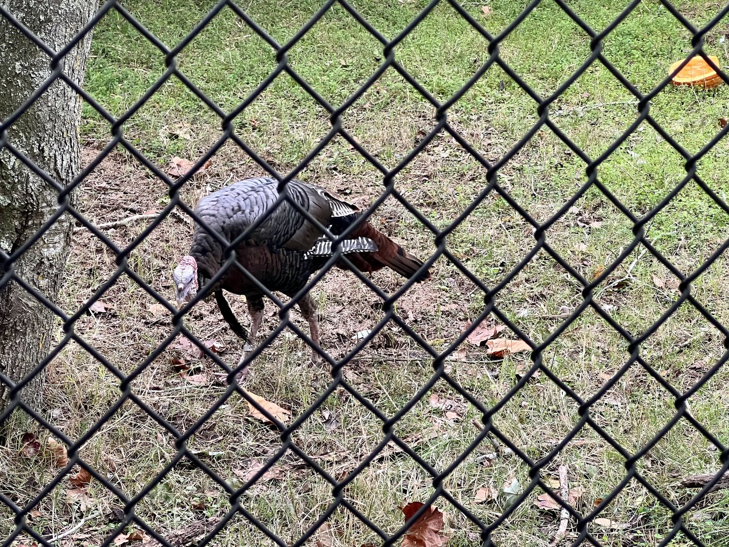 Wild Turkey