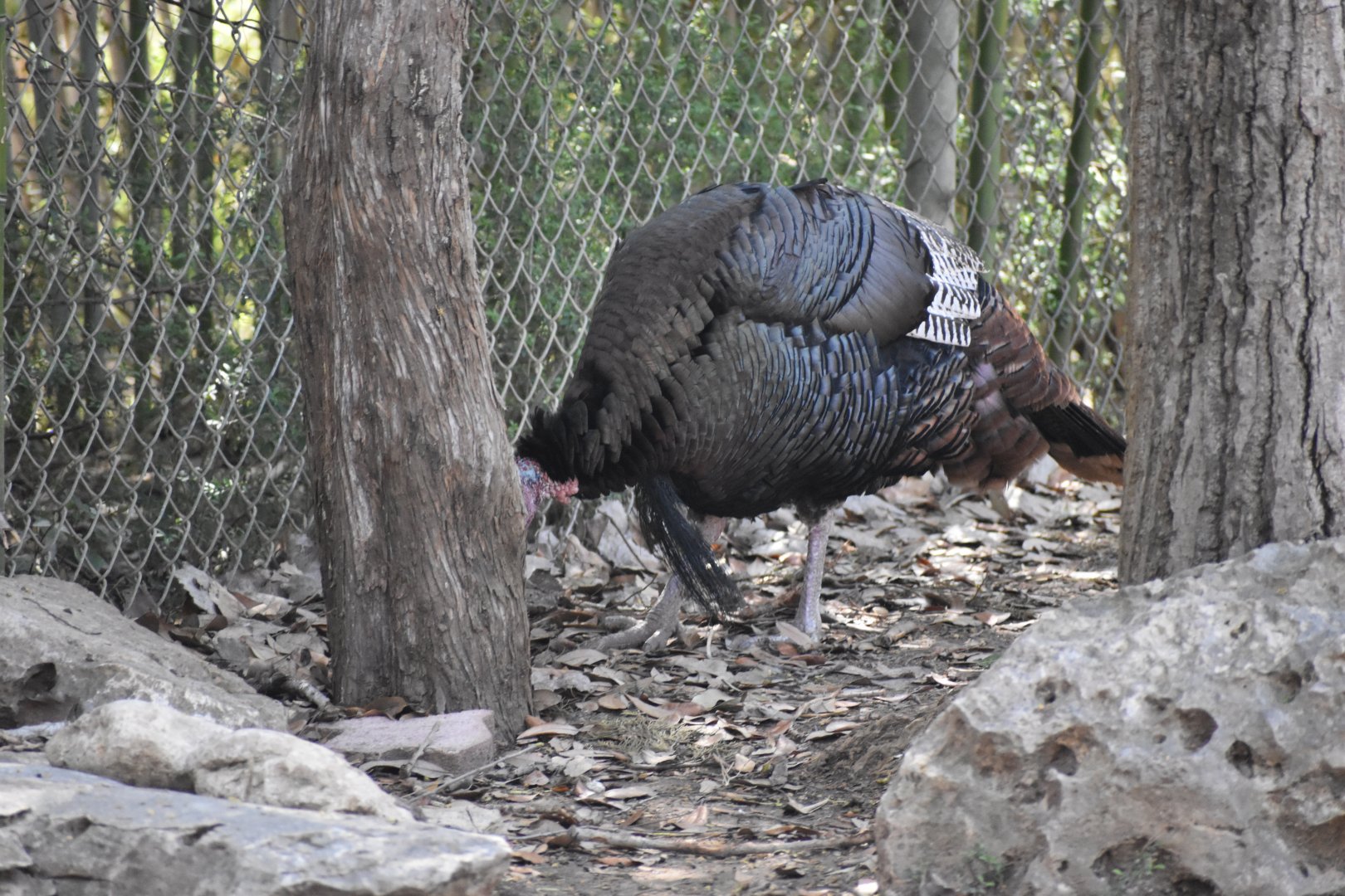 Wild Turkey