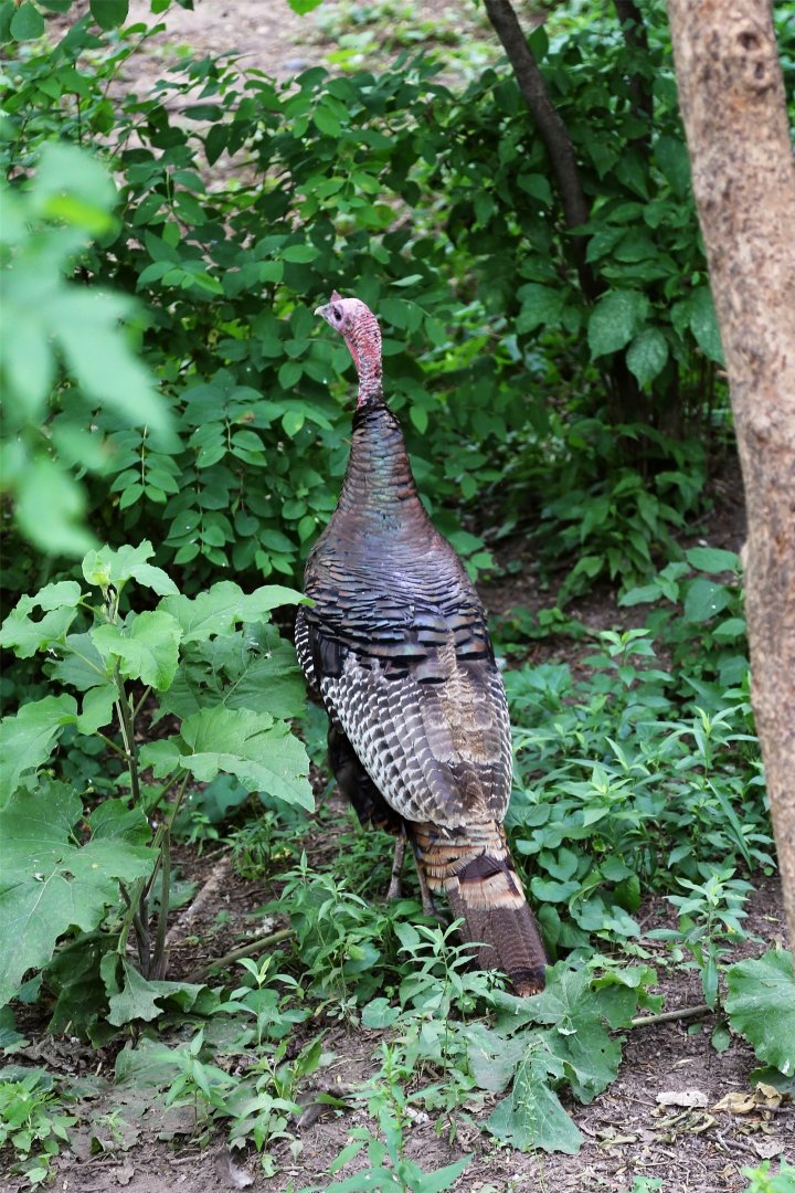 Wild Turkey