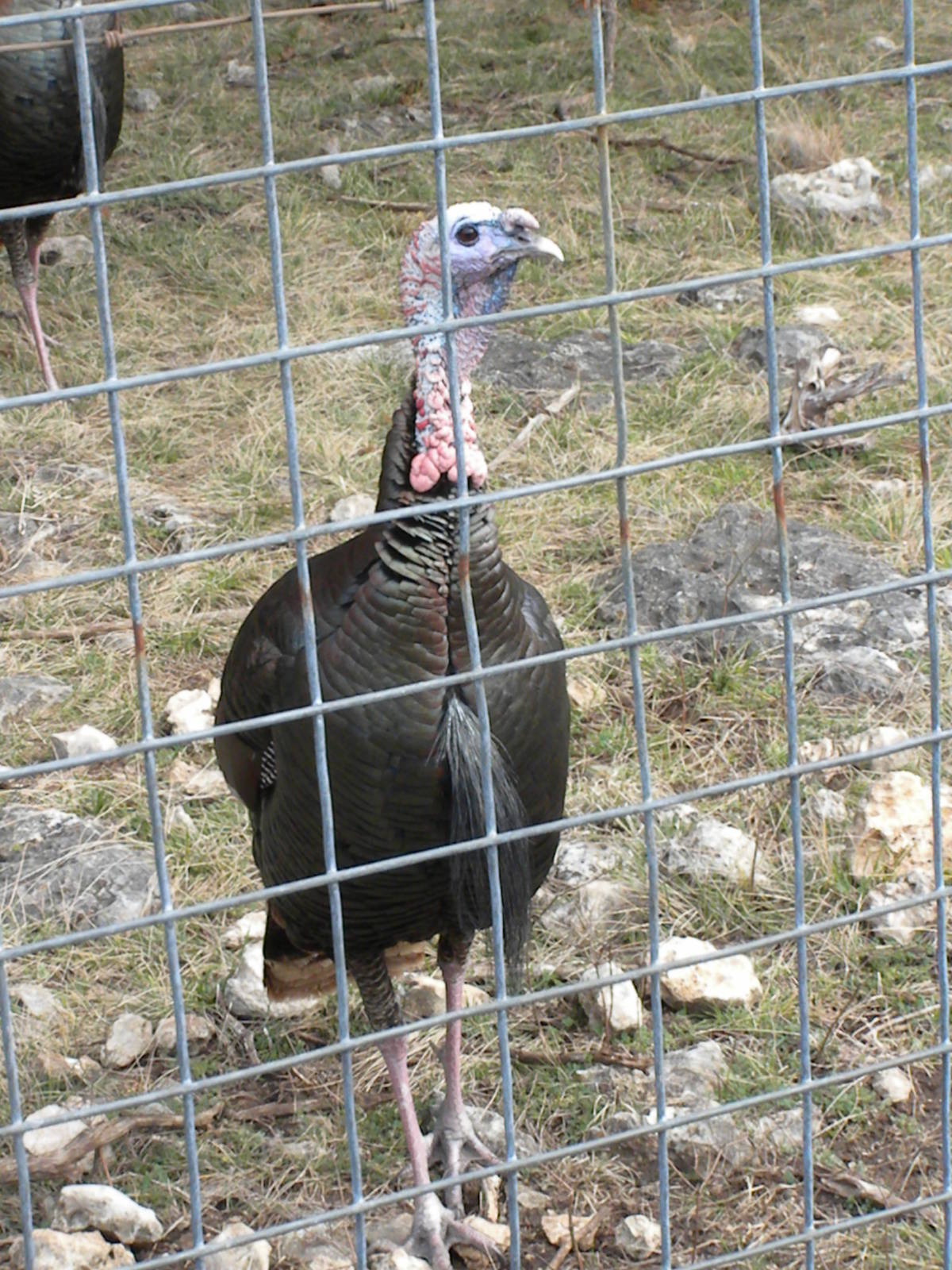 Wild Turkey