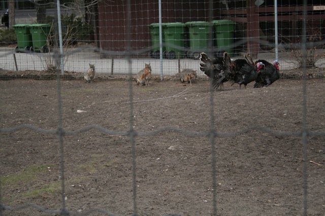 Wild Turkeys and MAras