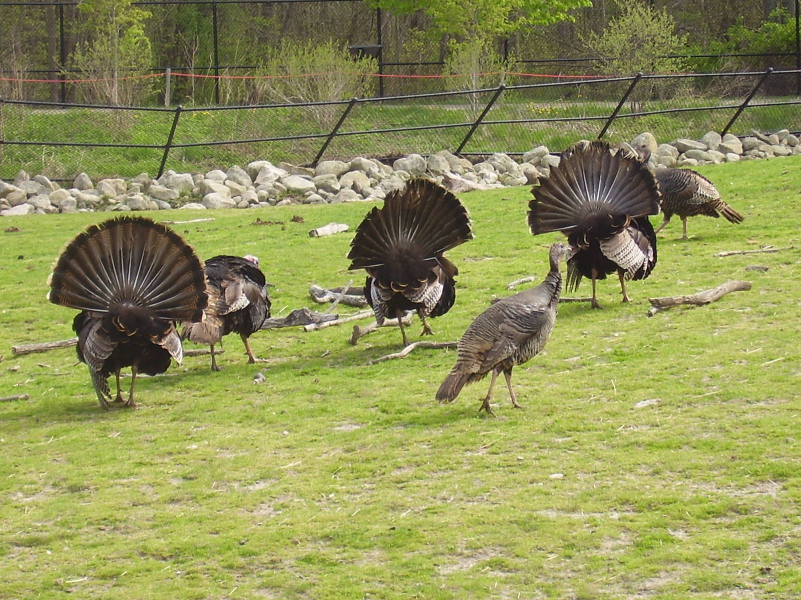 Wild Turkeys- Buttonwood Zoo MAY07