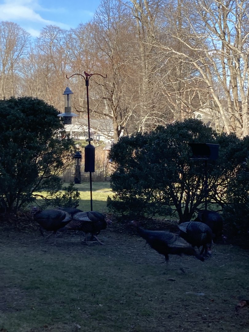 Wild Turkeys by Bird Feeder