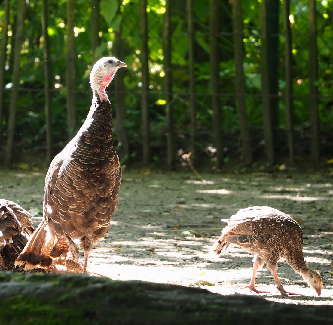 Wild turkeys (Meleagris gallopavo), 2023-07-26