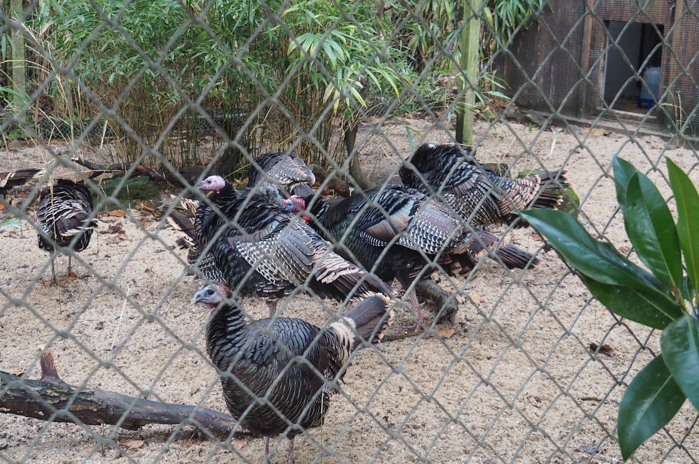 Wild turkeys (Meleagris gallopavo), 2024-01-01