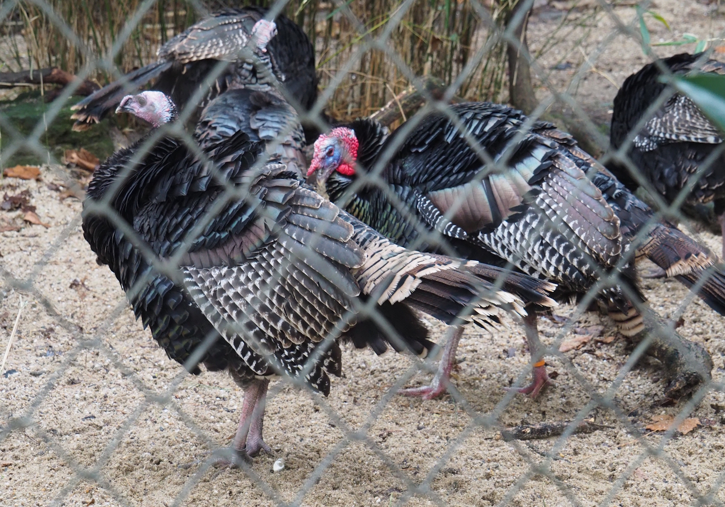 Wild turkeys (Meleagris gallopavo), 2024-01-01