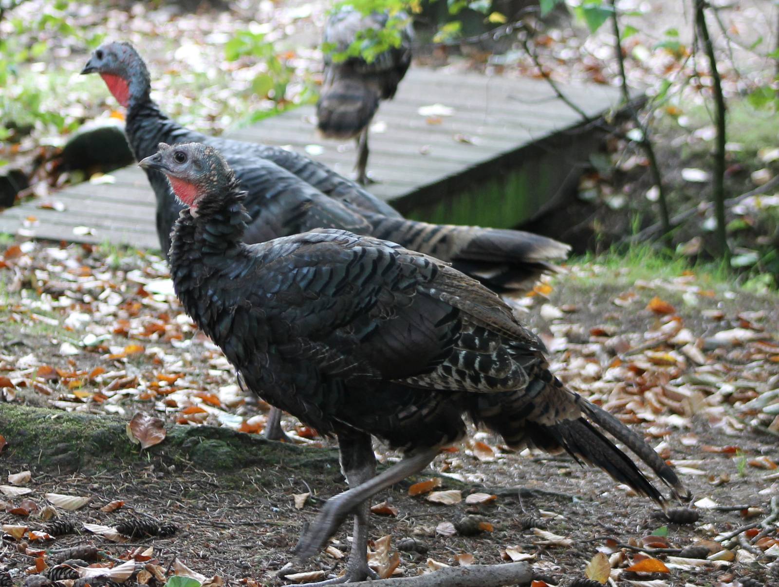 Wild turkeys