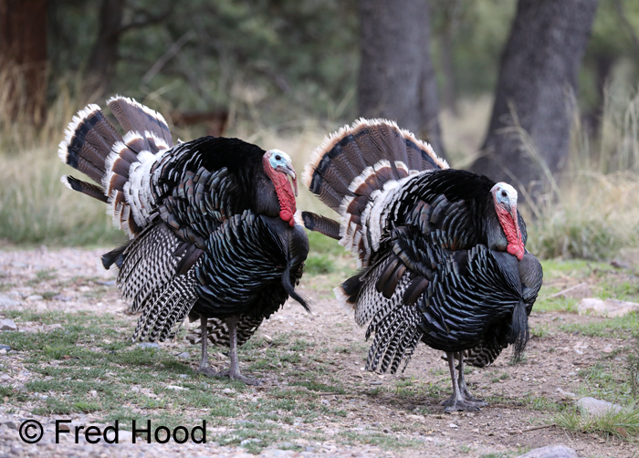 wild turkeys