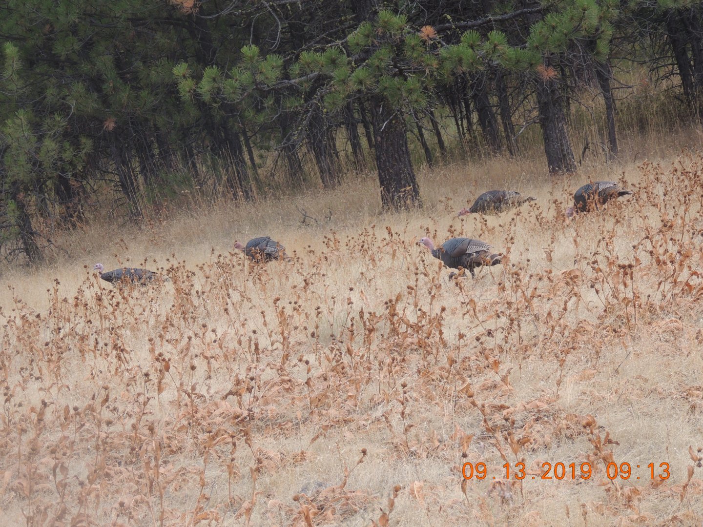 wild turkeys