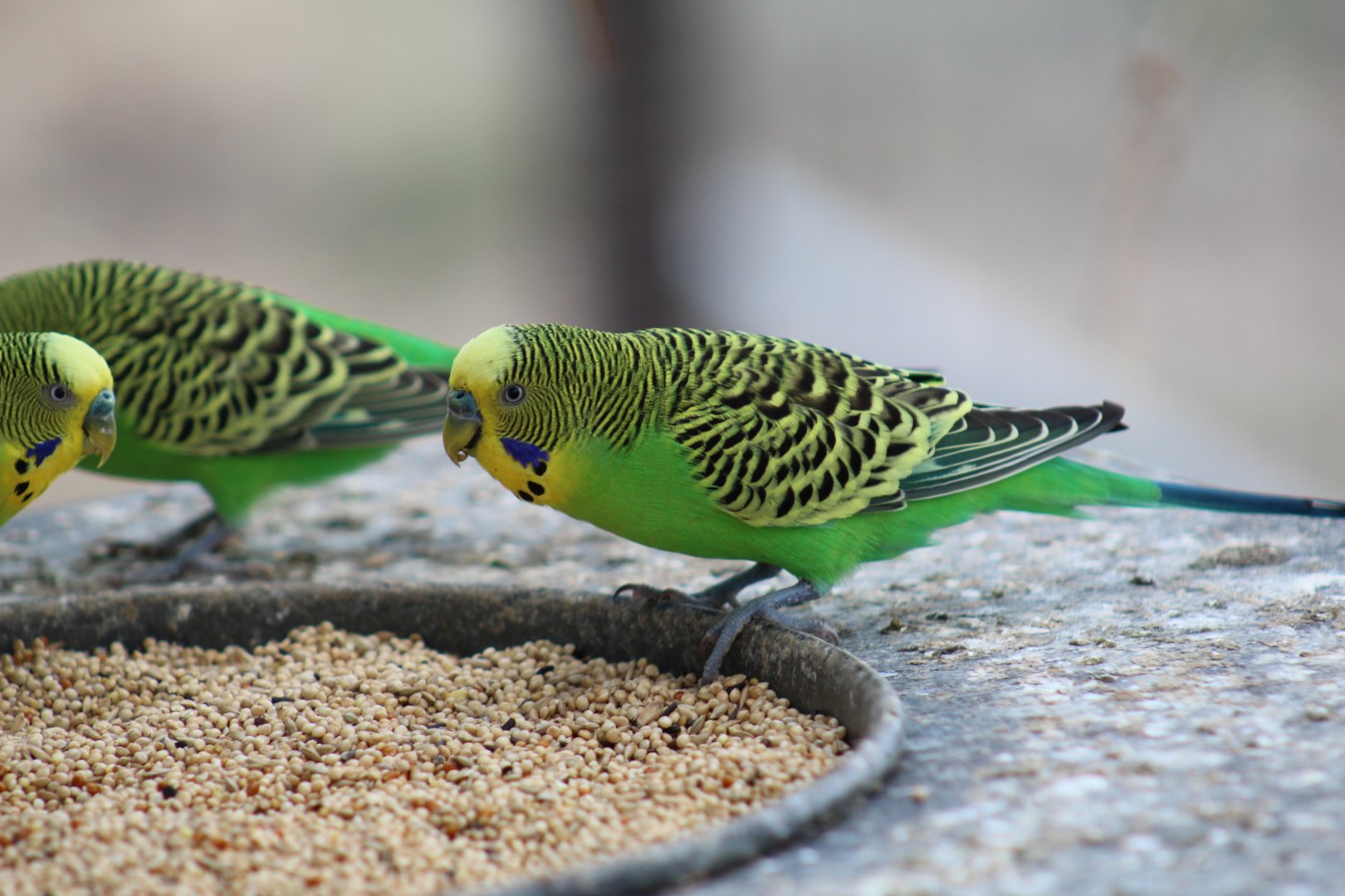 Wild-Type Budgerigar